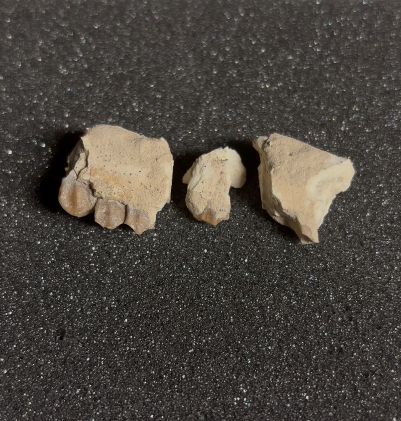 Poebrotherium fossil specimen