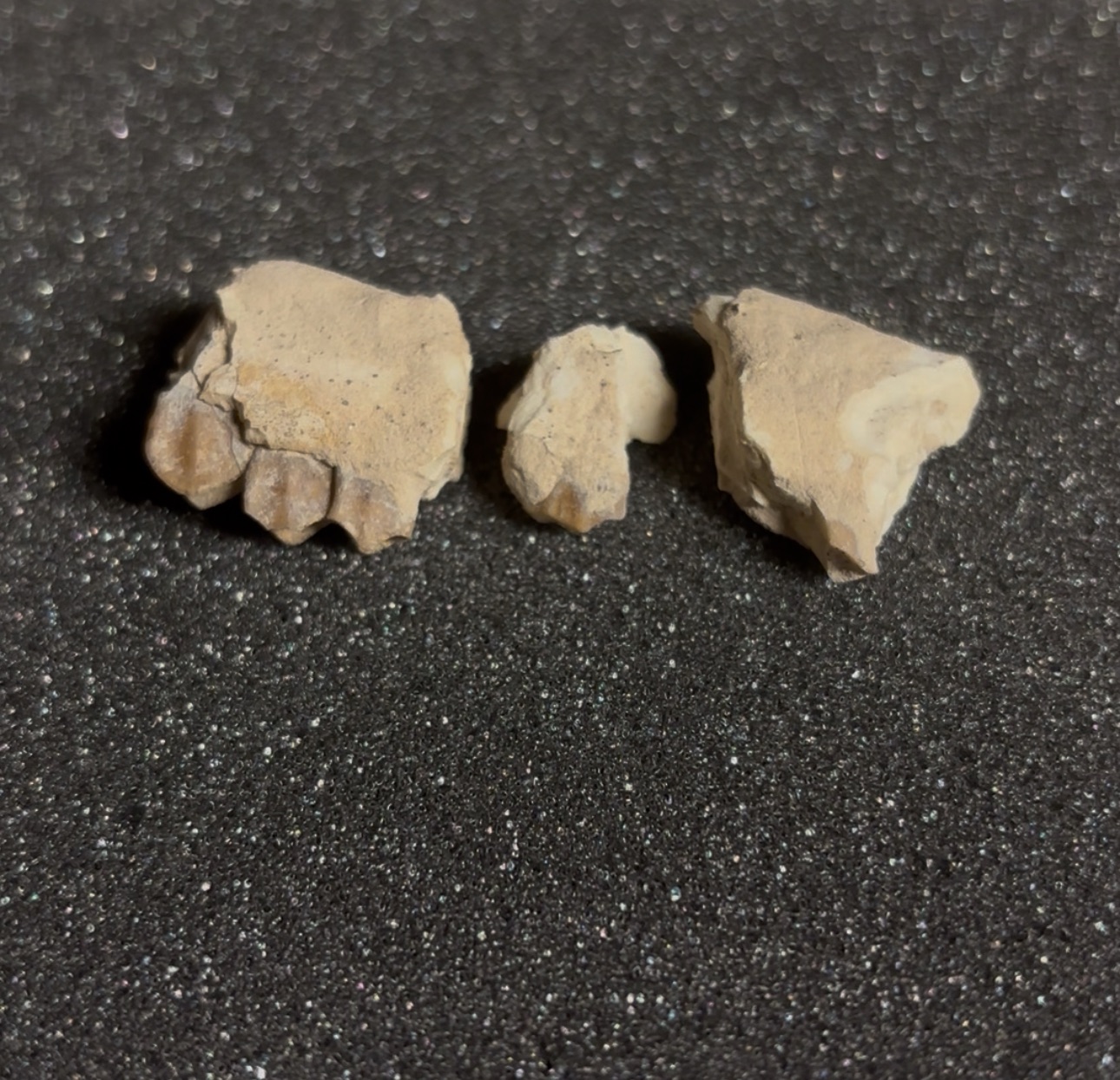 Poebrotherium fossil specimen