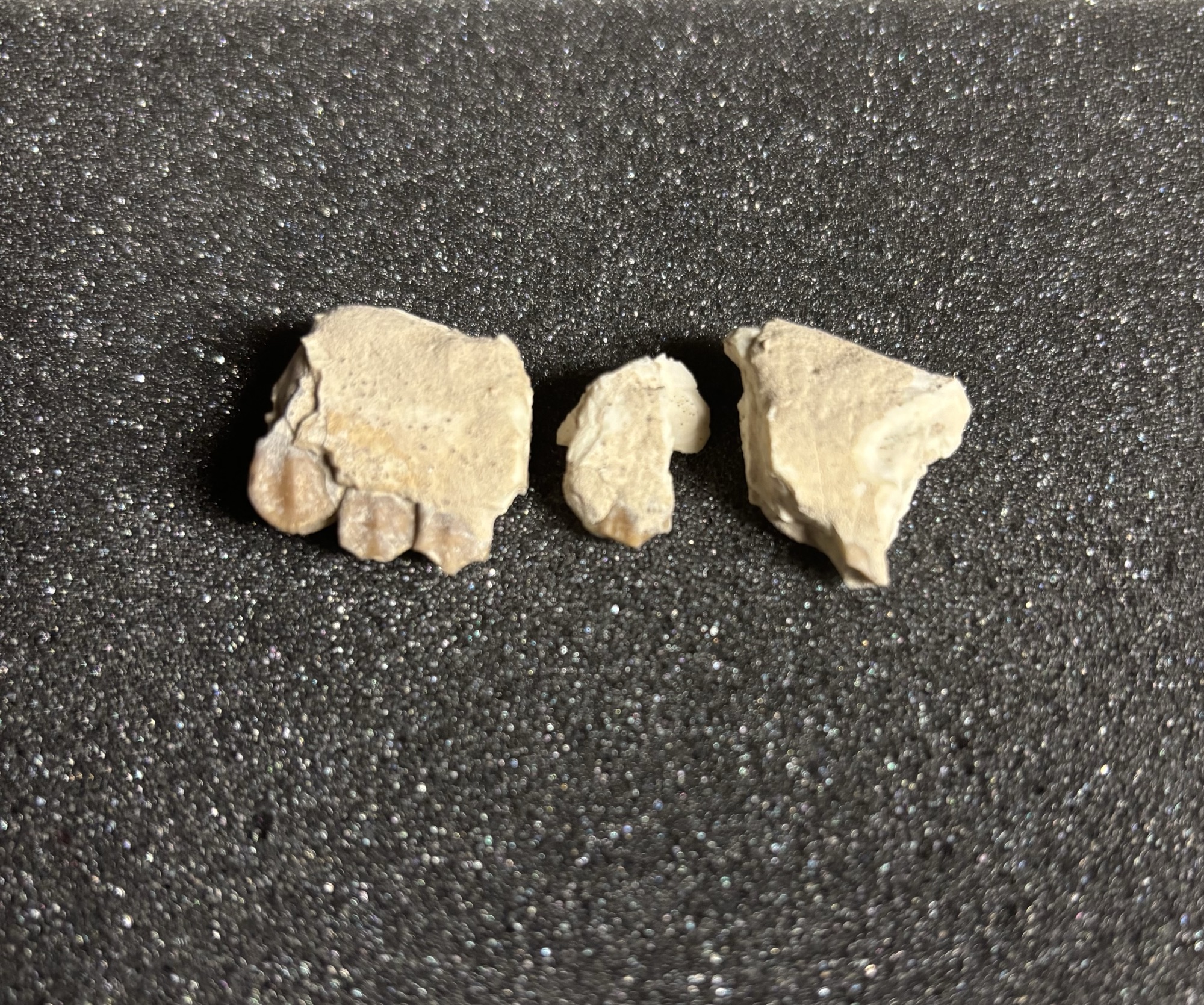 Poebrotherium fossil specimen